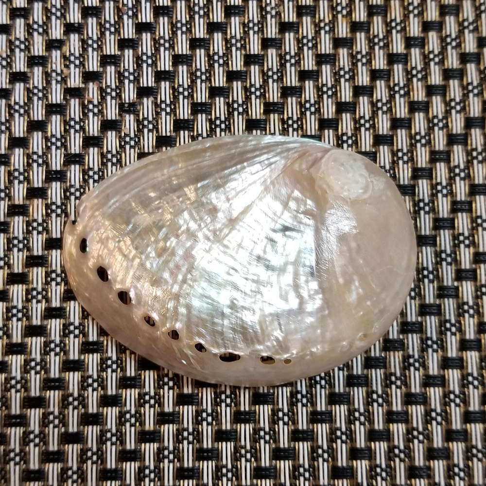 2x Abalone Seashell